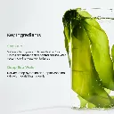SeaKelp4.webp